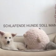 Schlafende Hunde soll man nicht wecken Aufkleber