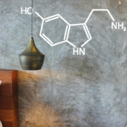 Serotonin das Glückshormon